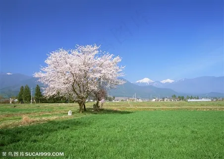 树木树叶-在雪山脚下的草地上竖立着几颗樱花树