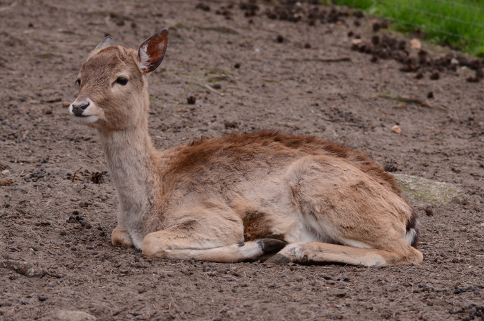 鹿野生梅花鹿动物园设计素材