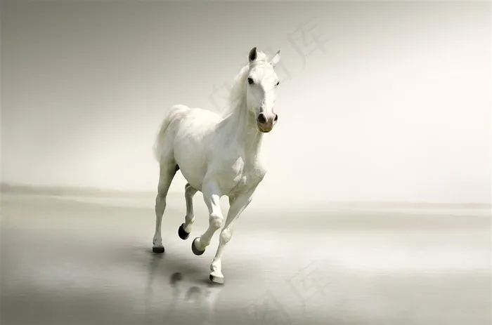 小跑的白色骏马图片