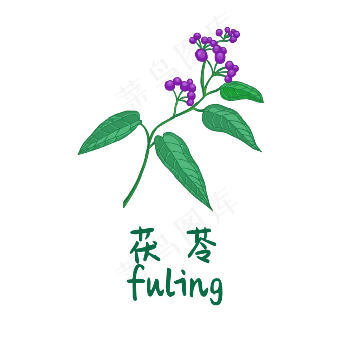手绘草本中药药材茯苓
