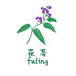 手绘草本中药药材茯苓