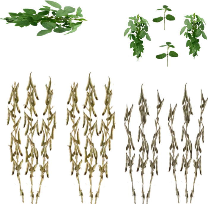 玉米豆子绿植素材现代农业