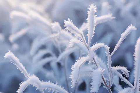 白霜挂满植物枝头冬天雾凇摄影图