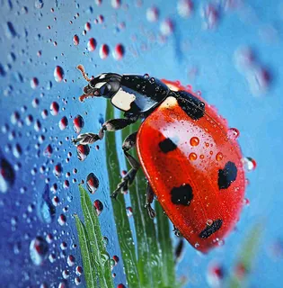 玻璃雨水下的绿叶昆虫七星瓢虫，彩色植物摄影图