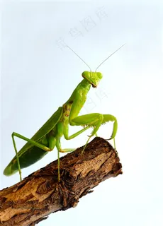 螳螂高清素材