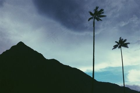 常绿乔木椰子树图 常绿乔木椰子树图
