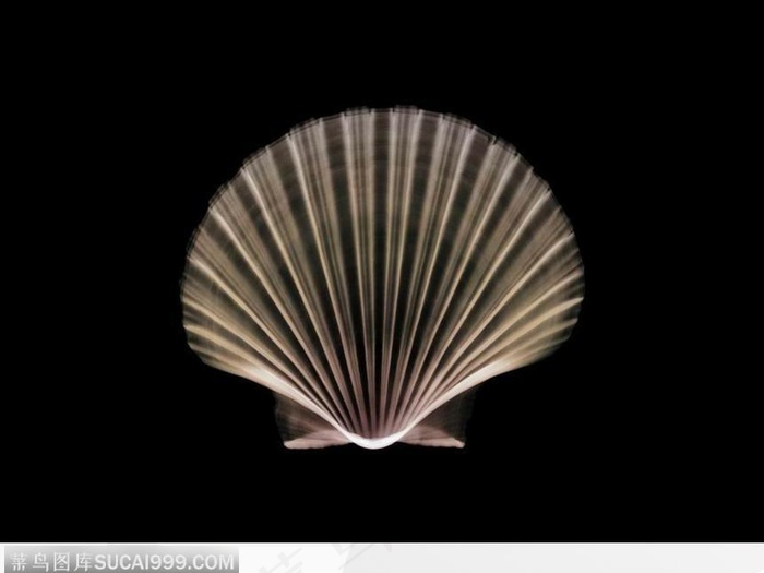 蚌壳（扇形）