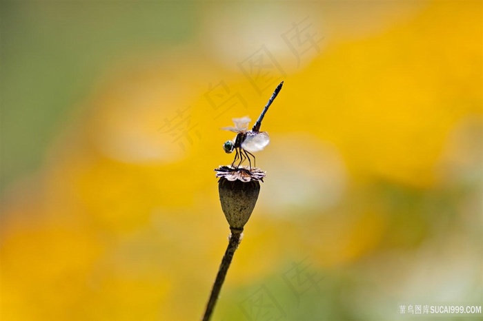 蜻蜓莲藕风景画壁纸