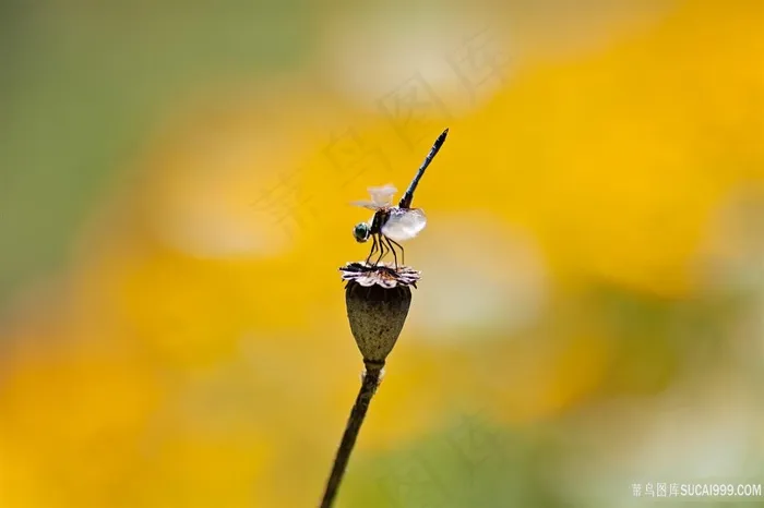 蜻蜓莲藕风景画壁纸