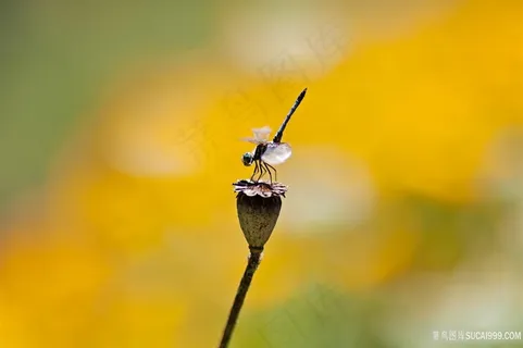 蜻蜓莲藕风景画壁纸