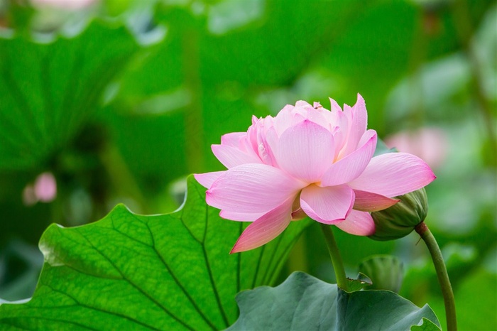 紧靠莲蓬的荷花