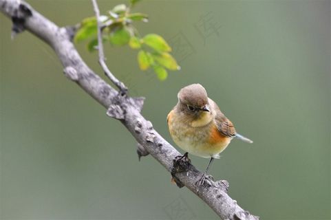 鸟类大全红胁蓝尾鸲摄影图片