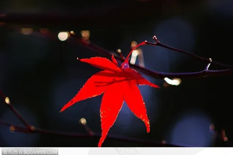 枫叶美景-阳光下的红色枫叶