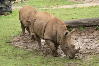 犀牛动物园动物设计素材森林野生