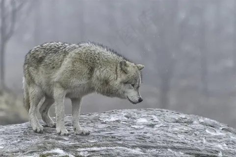 白雪地上的狼图片 白雪地上的狼图片