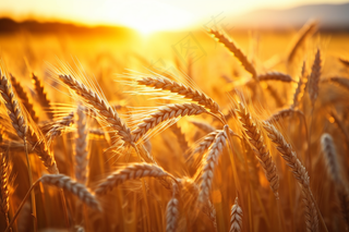 金黄麦田小麦粮食摄影图