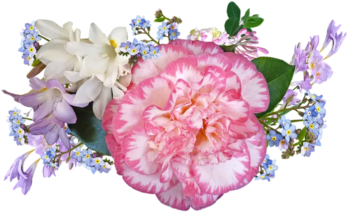 花朵素材春季谷雨