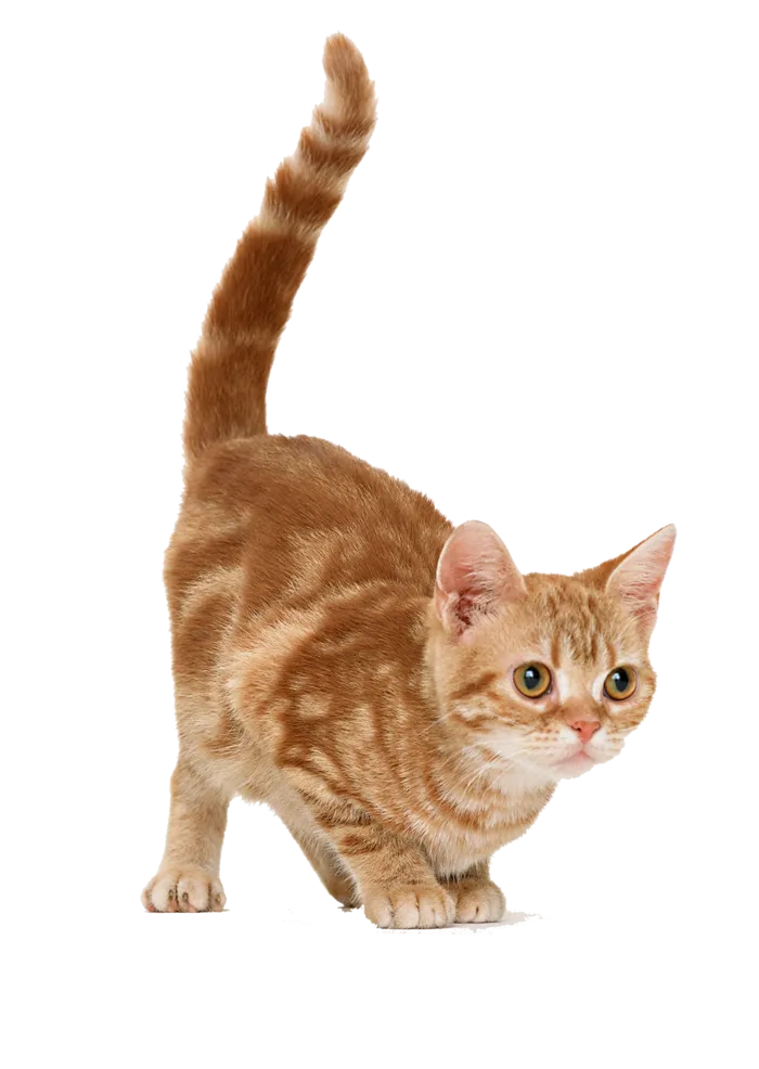 猫咪攻击卡通