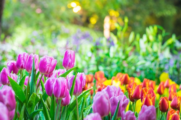 郁金香花海高清图片