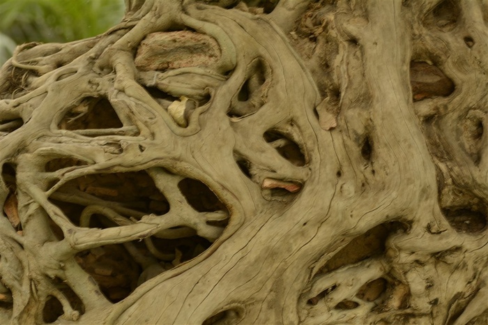 天津热带植物园植物近景照片-交错的树根