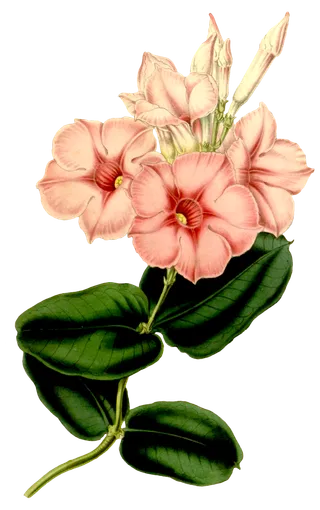 复古手绘植物花卉玫瑰花PNG免扣图案高清图片PS设计素材图