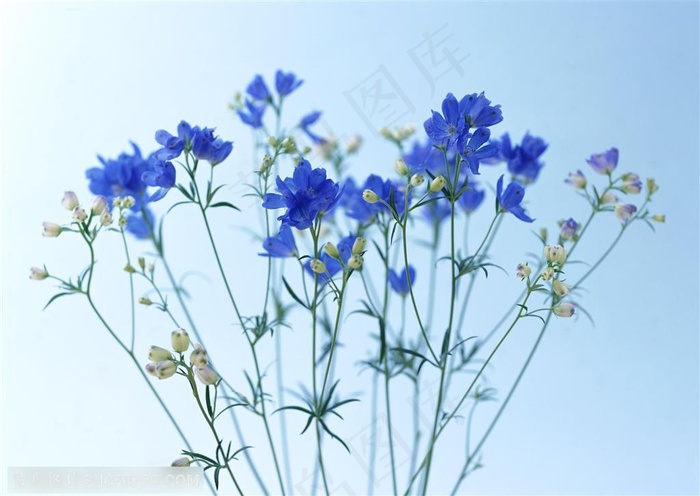 花卉物语-盛开的紫色小花