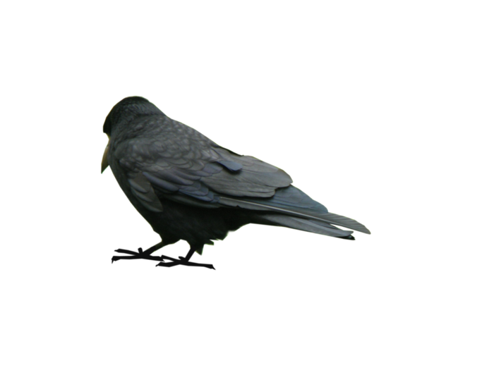 乌鸦动物园动物设计素材森林野生