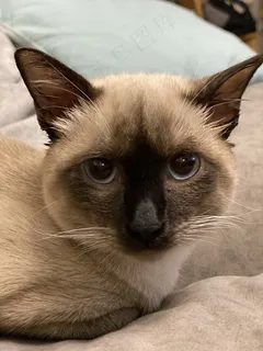 可爱纯种暹罗猫图片 可爱纯种暹罗猫图片