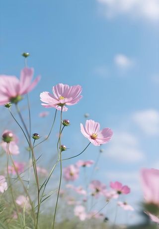 春夏蓝天白云花草绚丽摄影海报素材背景
