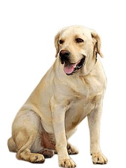 拉布拉多犬 PNG免抠(257x344)