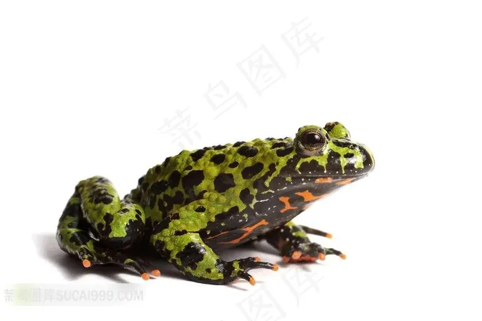 青蛙高清特写