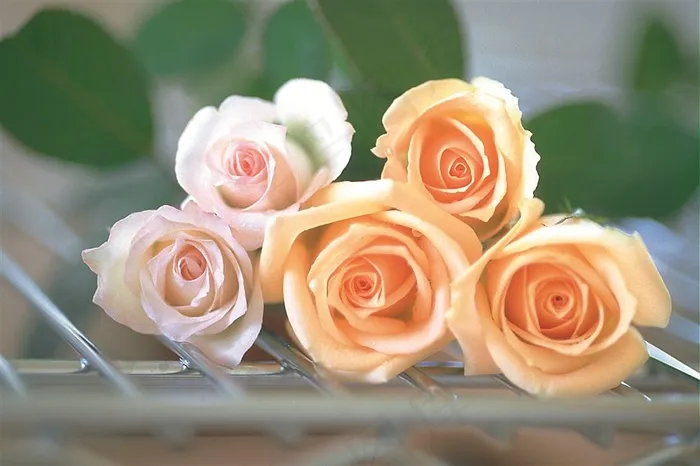 玫瑰花摄影图片