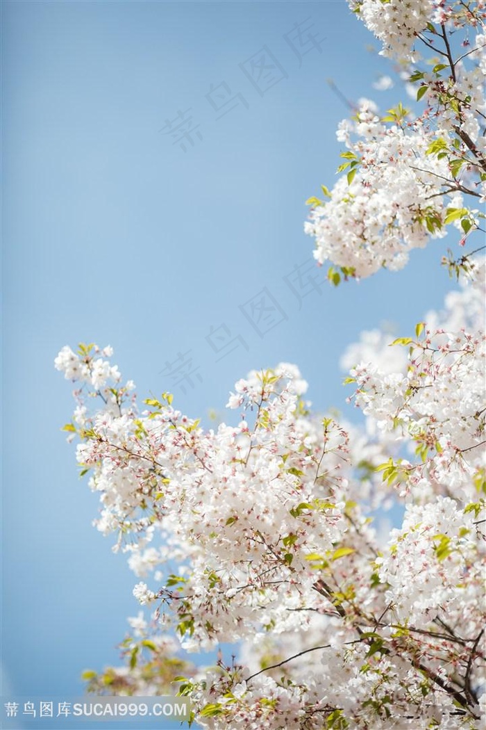 唯美白色樱花花枝图片