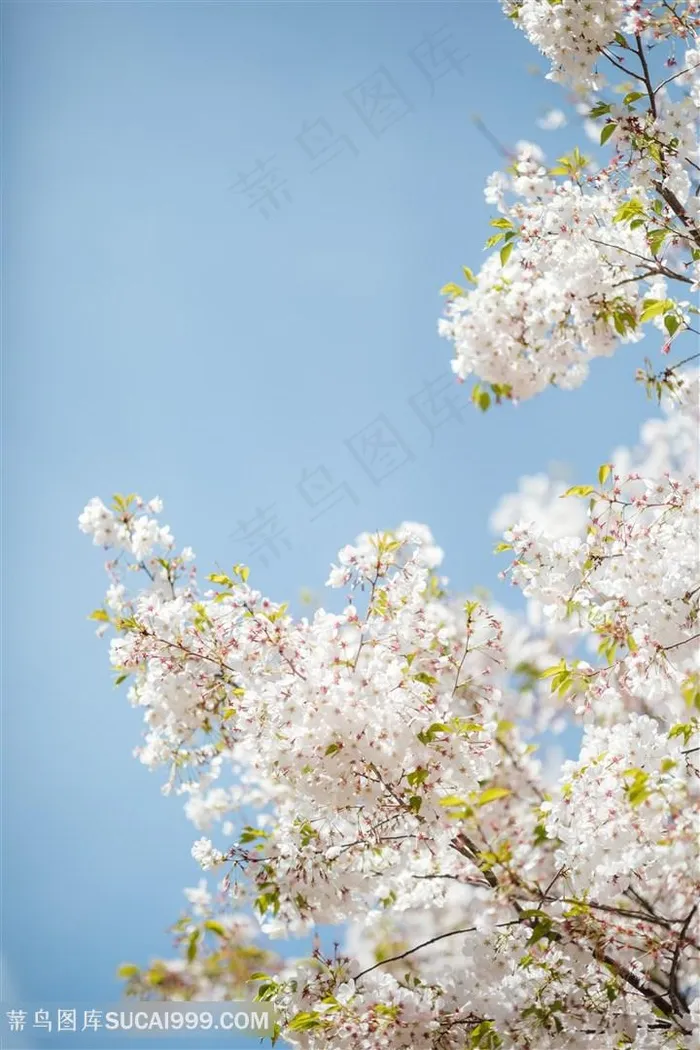 唯美白色樱花花枝图片