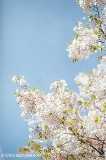 唯美白色樱花花枝图片 唯美白色樱花花枝图片