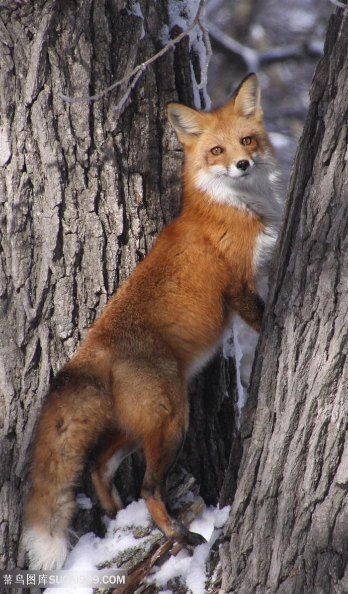 野生动物树杈中狐狸图片
