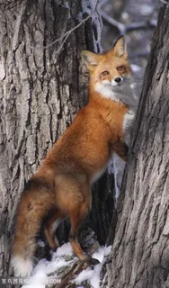 野生动物树杈中狐狸图片