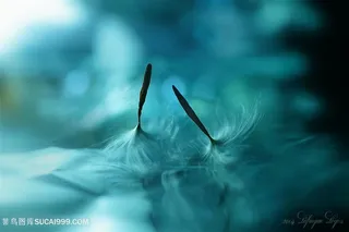 唯美蒲公英种子鲜花摄影图片