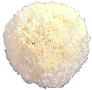 鲜花康乃馨花束图片