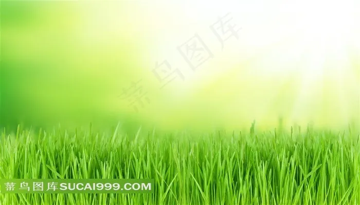 草地绿草花草背景