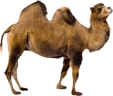 土黄色骆驼动物素材