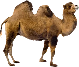 土黄色骆驼动物素材