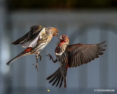 高清一对鸟空中打架图片