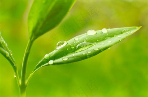 唯美树叶水珠水滴写真素材图片 唯美树叶水珠水滴写真素材图片