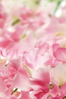 花团锦簇粉色花