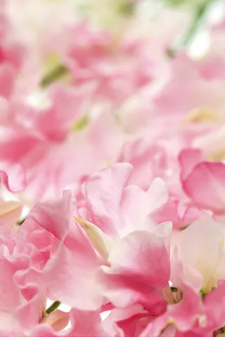 花团锦簇粉色花