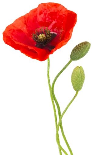 罂粟花 PNG免抠(766x1280)