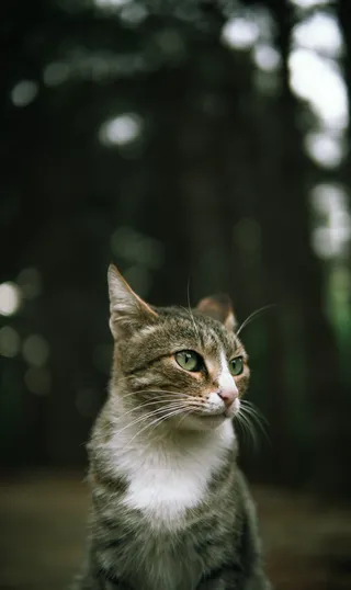 可爱猫咪猫猫摄影素材