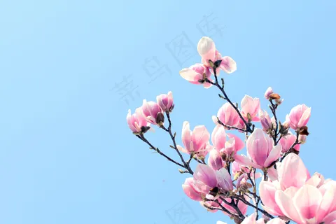 粉色兰花高清图片 粉色兰花高清图片