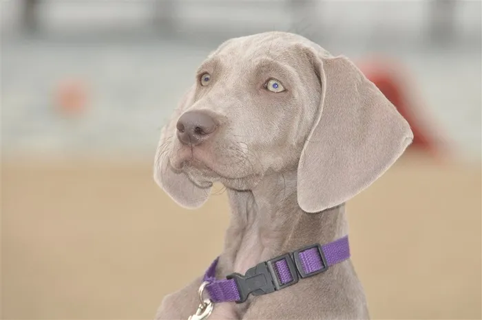 威玛猎犬高清下载